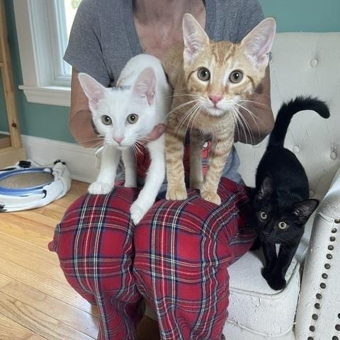 Nicki, Angellica & Monty - KITTENS, ADOPTABLE, Kitten Male Domestic Short Hair.
