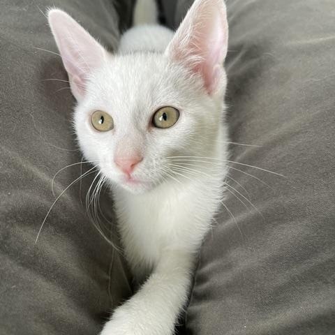 Nicki, Angellica & Monty - KITTENS, a ADOPTABLE Domestic Short Hair in Braintree, MA image 5/6
