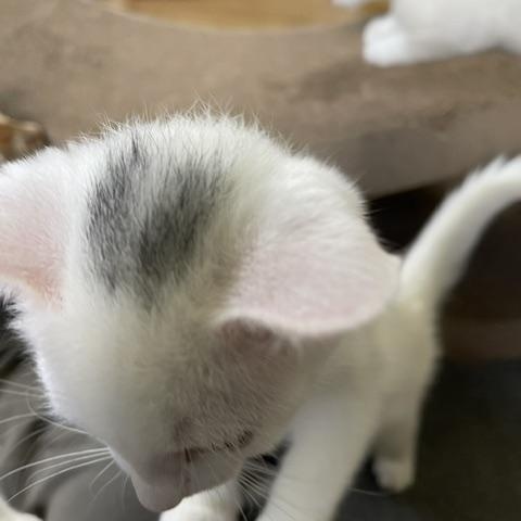 Nicki, Angellica & Monty - KITTENS, a ADOPTABLE Domestic Short Hair in Braintree, MA image 3/6