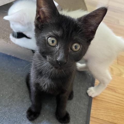 Nicki, Angellica & Monty - KITTENS, a ADOPTABLE Domestic Short Hair in Braintree, MA image 4/6