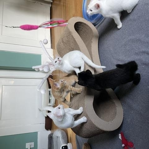 Nicki, Angellica & Monty - KITTENS, a ADOPTABLE Domestic Short Hair in Braintree, MA image 2/6