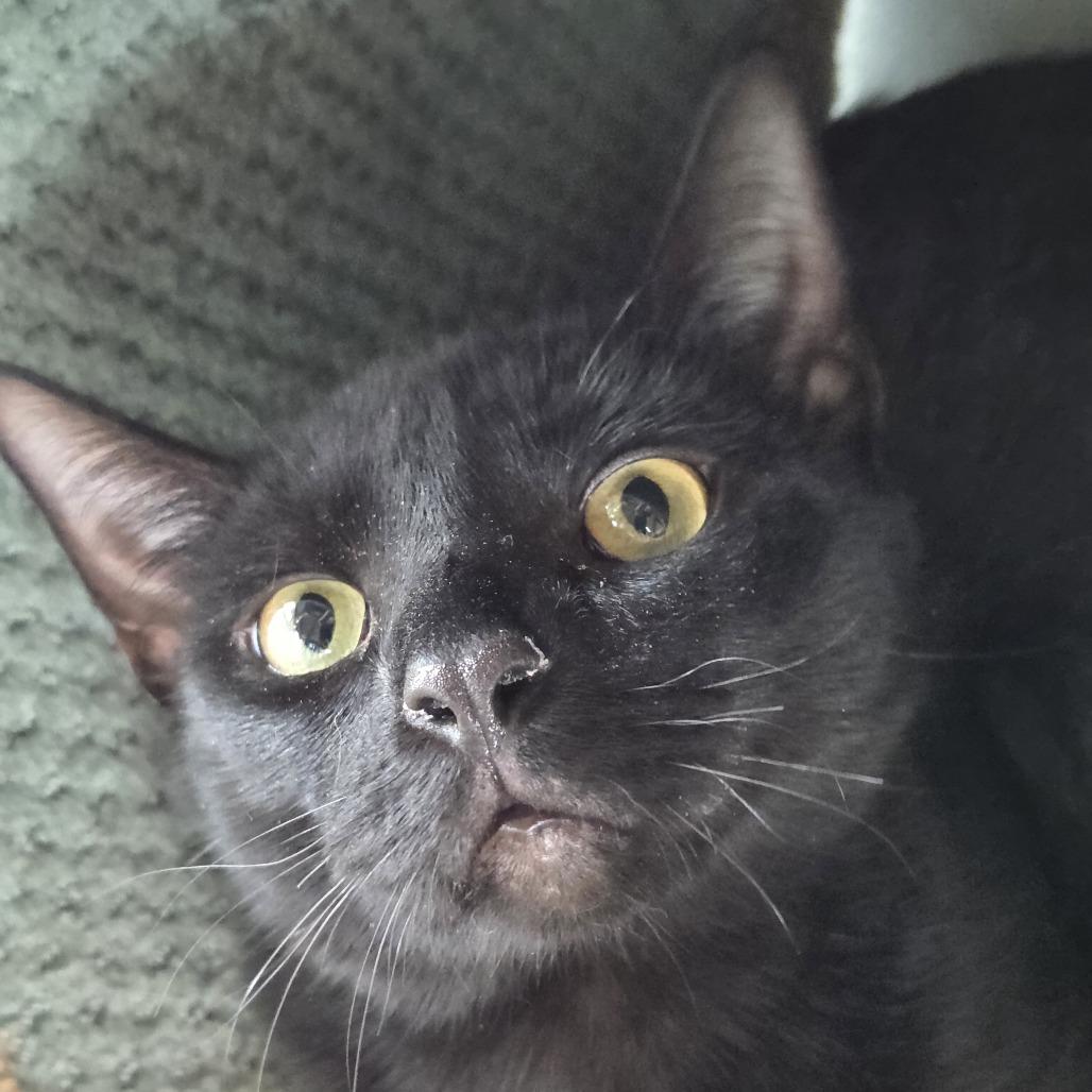 Enlarge Milkman, a Adoptable Domestic Short Hair in Leander, TX image 1/1