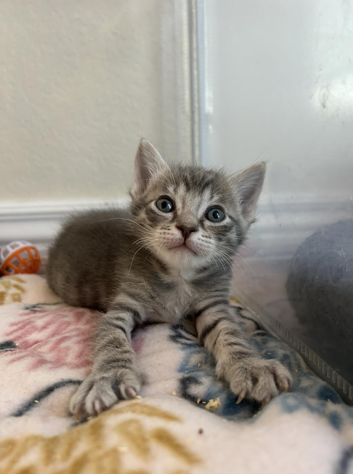 Hickory, Adopted, Young Male Domestic Short Hair.