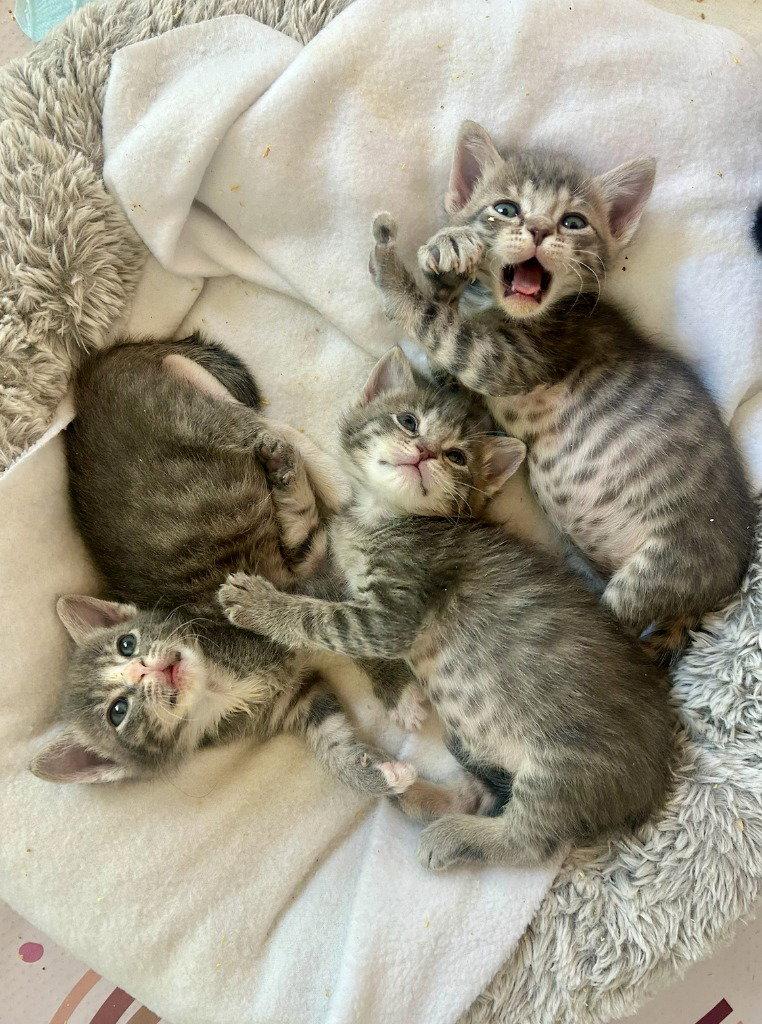 Enlarge Hickory, a Adopted Domestic Short Hair in Davis, CA image 2/3