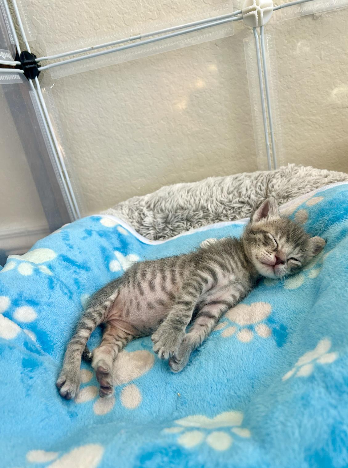 Enlarge Hickory, a Adopted Domestic Short Hair in Davis, CA image 3/3