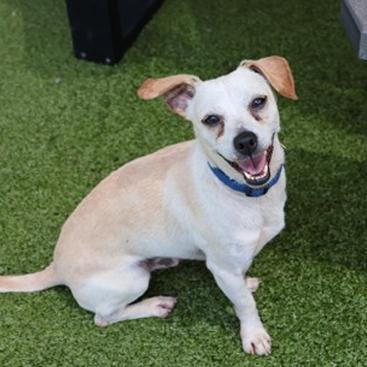 Enlarge Byrd, a Adoptable mixed breed in New Fairfield, CT image 1/3