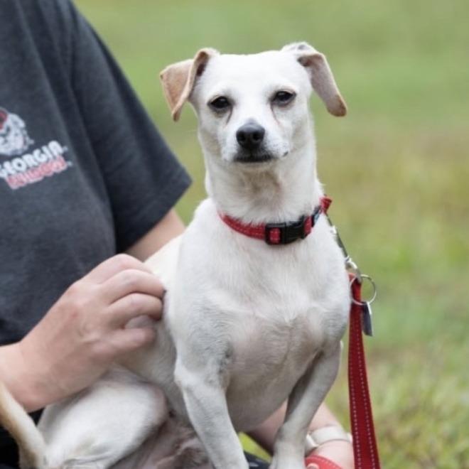 Enlarge Byrd, a Adoptable mixed breed in New Fairfield, CT image 2/3