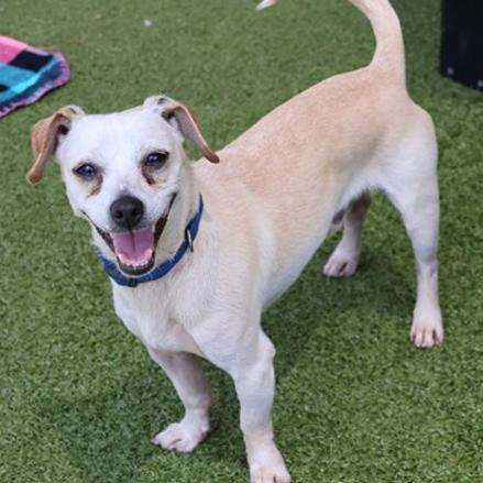 Enlarge Byrd, a Adoptable mixed breed in New Fairfield, CT image 3/3