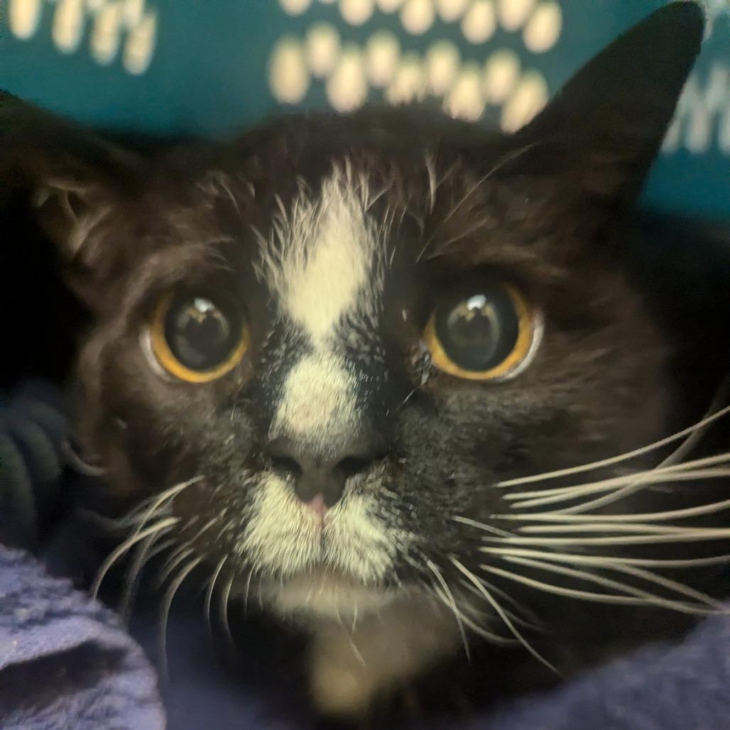 Penelope, Adoptable, Senior Female Domestic Short Hair.