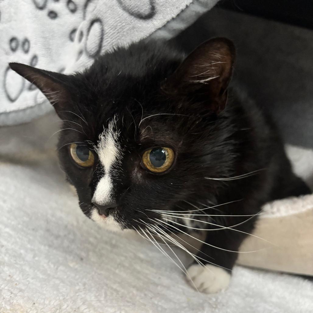 Penelope, a Adoptable Domestic Short Hair in Charlottesville, VA image 2/6