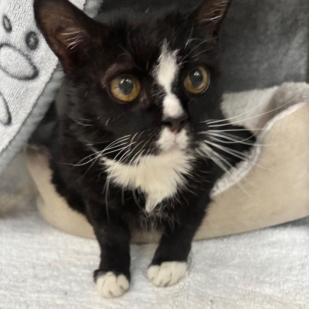Penelope, a Adoptable Domestic Short Hair in Charlottesville, VA image 3/6