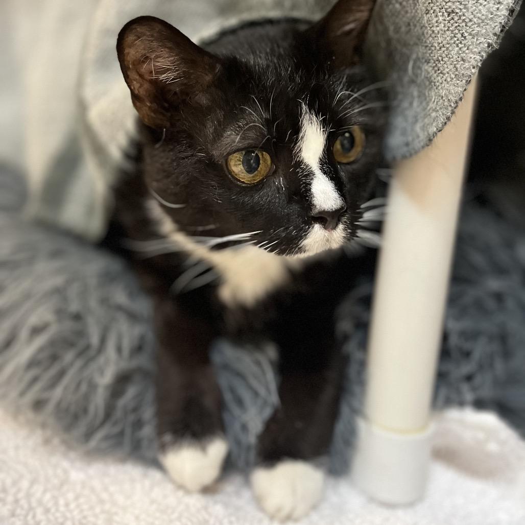 Penelope, a Adoptable Domestic Short Hair in Charlottesville, VA image 4/6