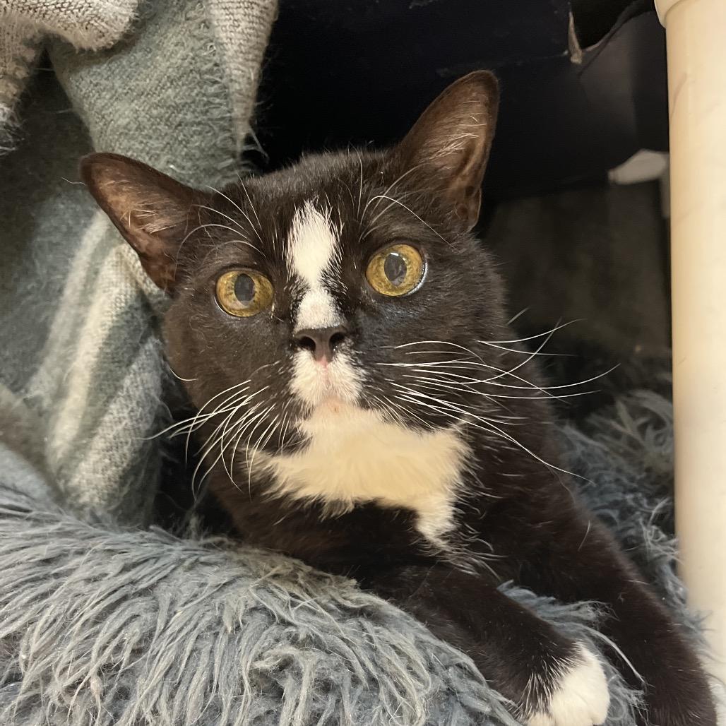Penelope, a Adoptable Domestic Short Hair in Charlottesville, VA image 5/6