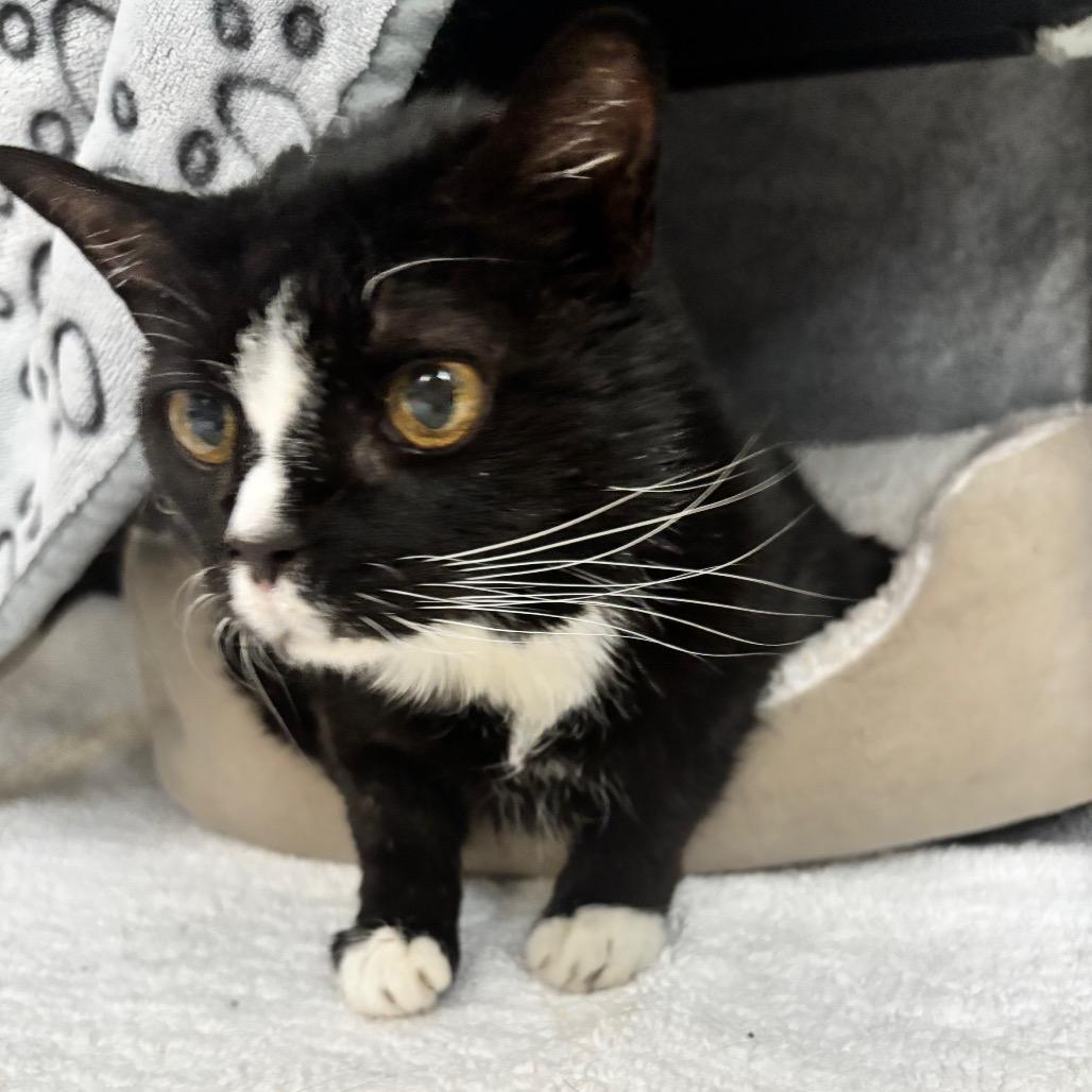 Penelope, a Adoptable Domestic Short Hair in Charlottesville, VA image 6/6