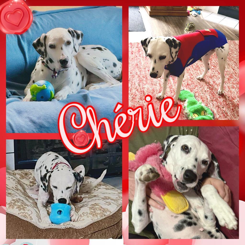 Enlarge Chérie, a Adoptable Dalmatian in Colorado Springs, CO image 1/1