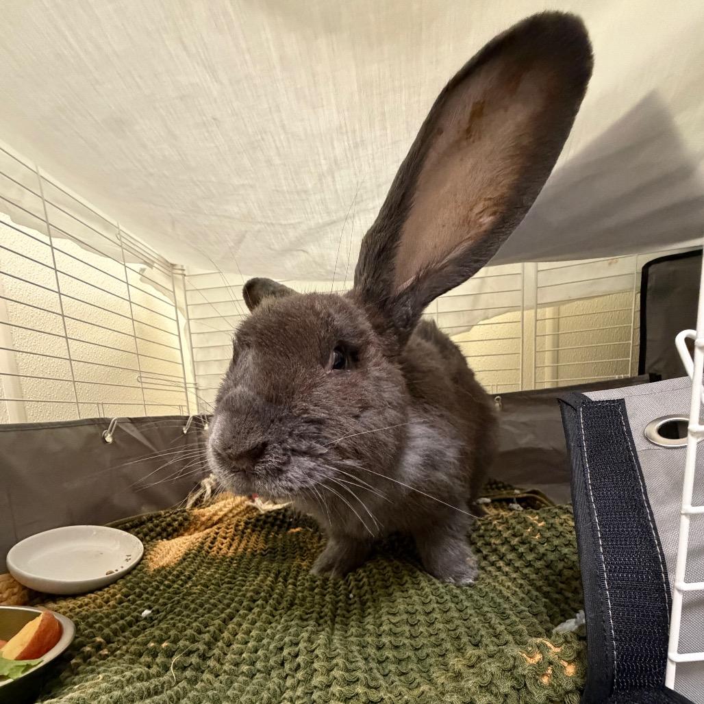 Bugs, Adoptable, Adult Male Flemish Giant.