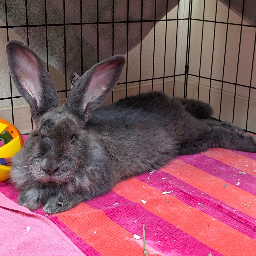 Enlarge Bugs-IN FOSTER, a Adoptable Flemish Giant in Birdsboro, PA image 2/2