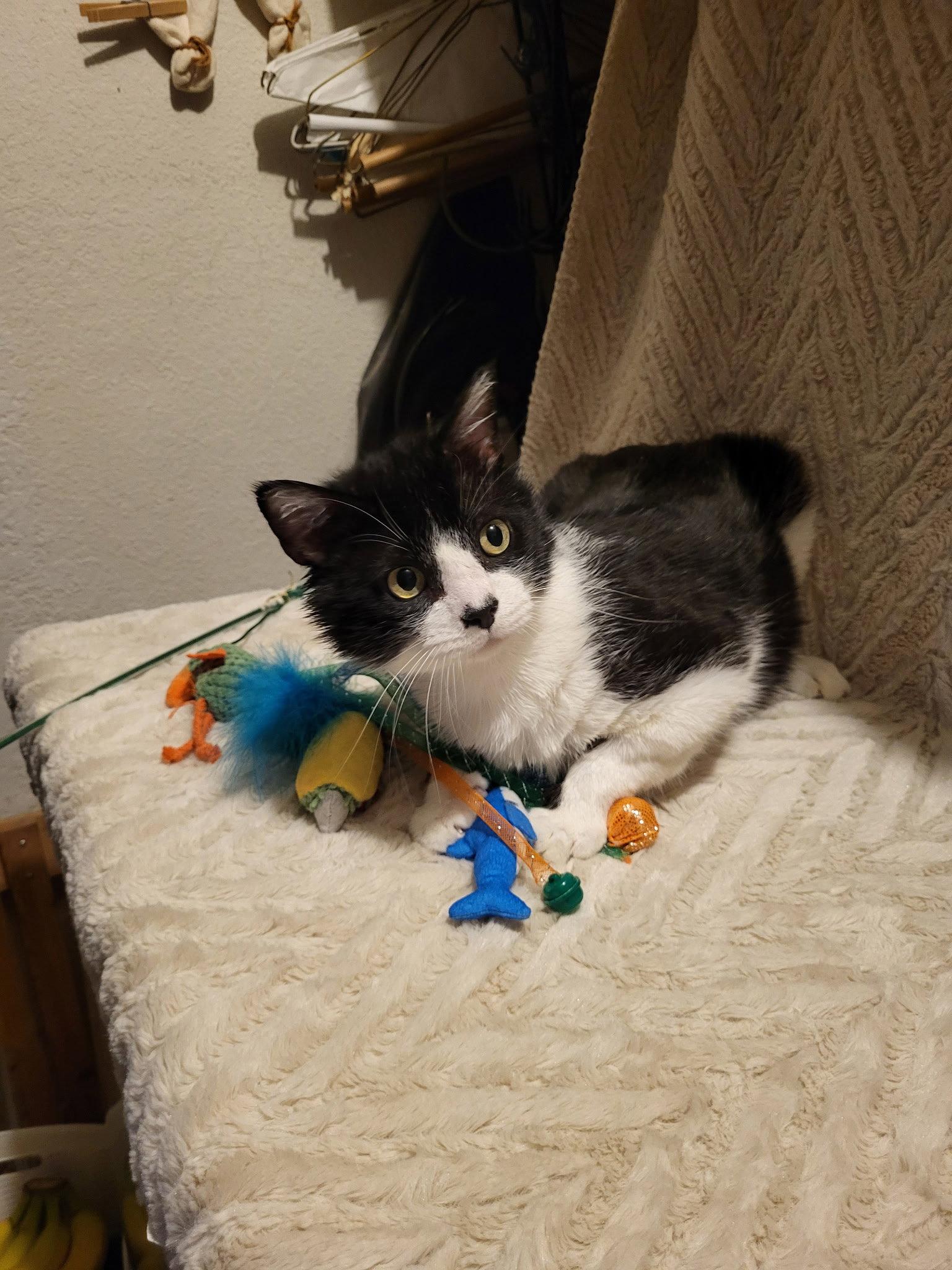 Hercule, Adoptable, Adult Male Domestic Short Hair.