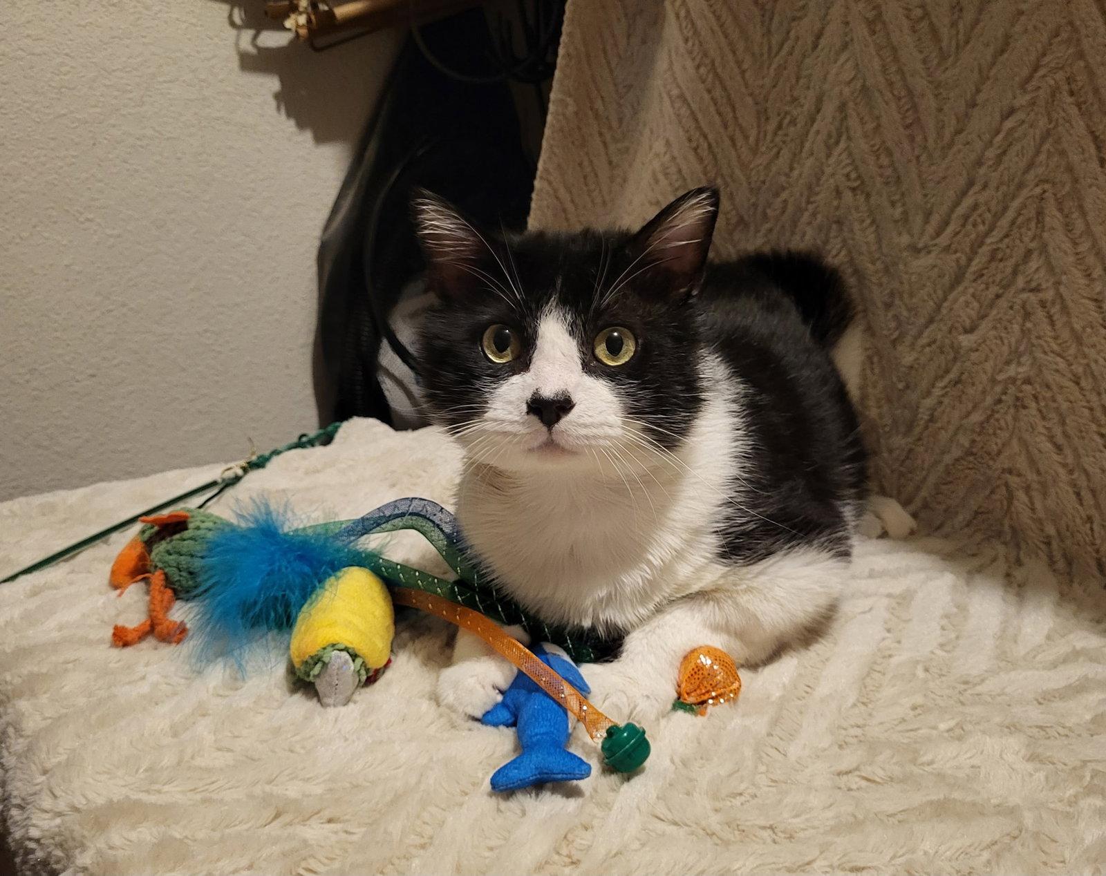 Enlarge Hercule, a Adoptable Domestic Short Hair in Rowlett, TX image 2/3