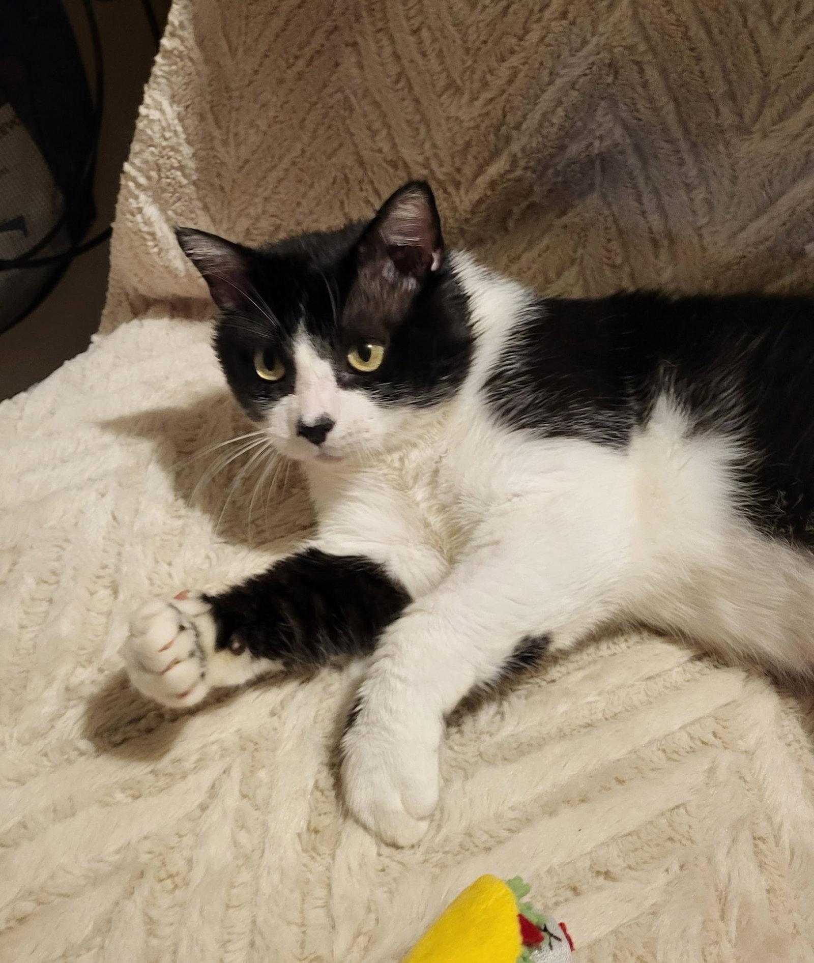 Enlarge Hercule, a Adoptable Domestic Short Hair in Rowlett, TX image 3/3
