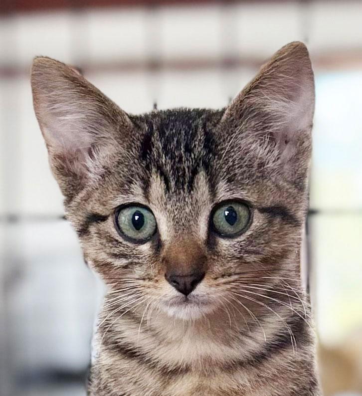Tabby, Adoptable, Kitten Male Egyptian Mau.