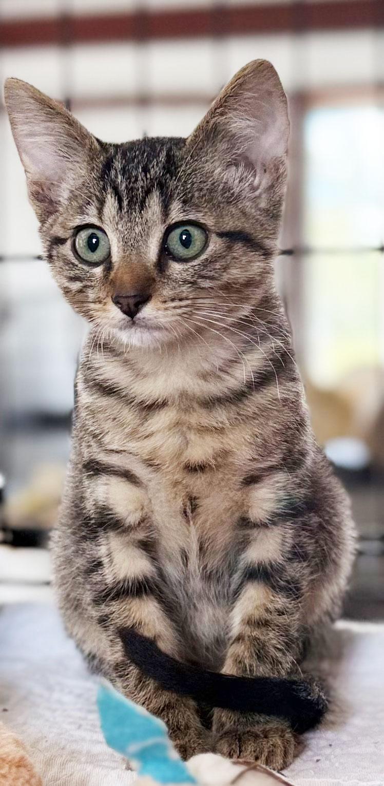 Enlarge Tabby, a Adoptable Egyptian Mau in Horseshoe Bend, AR image 3/3