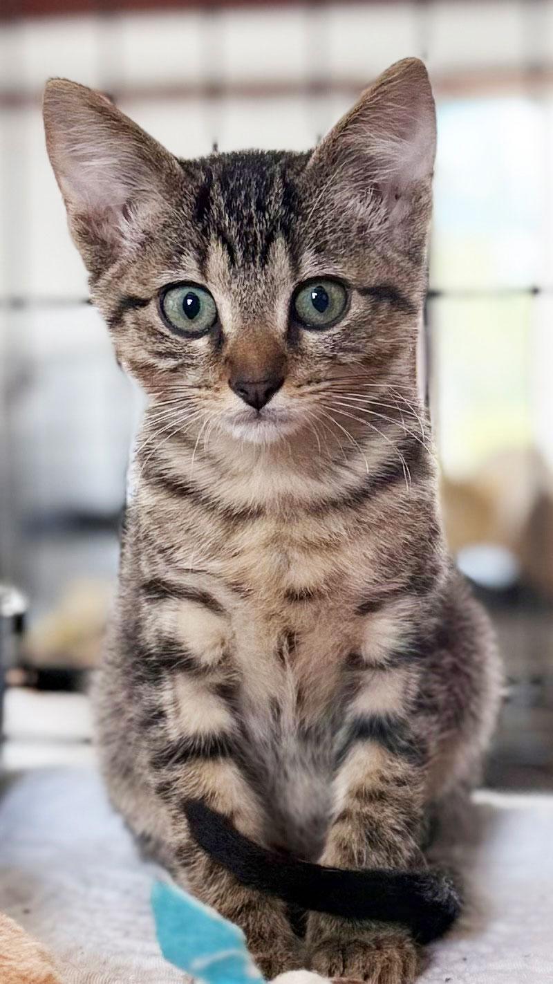 Enlarge Tabby, a Adoptable Egyptian Mau in Horseshoe Bend, AR image 2/3