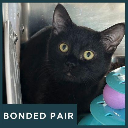 Frey, ADOPTABLE, Kitten Male Domestic Short Hair.