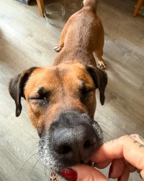 Tanya, a Adoptable mixed breed in Brooklyn, NY image 2/5