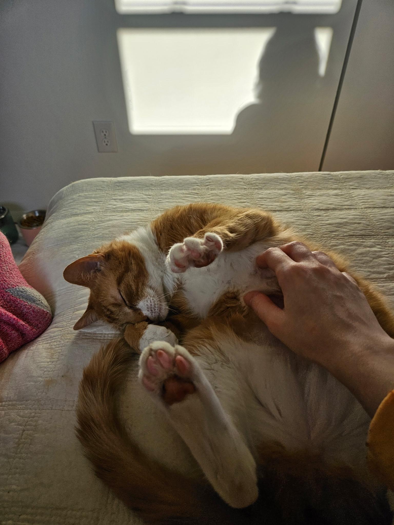 Enlarge DC, a ADOPTABLE Tabby in Bear, DE image 4/5