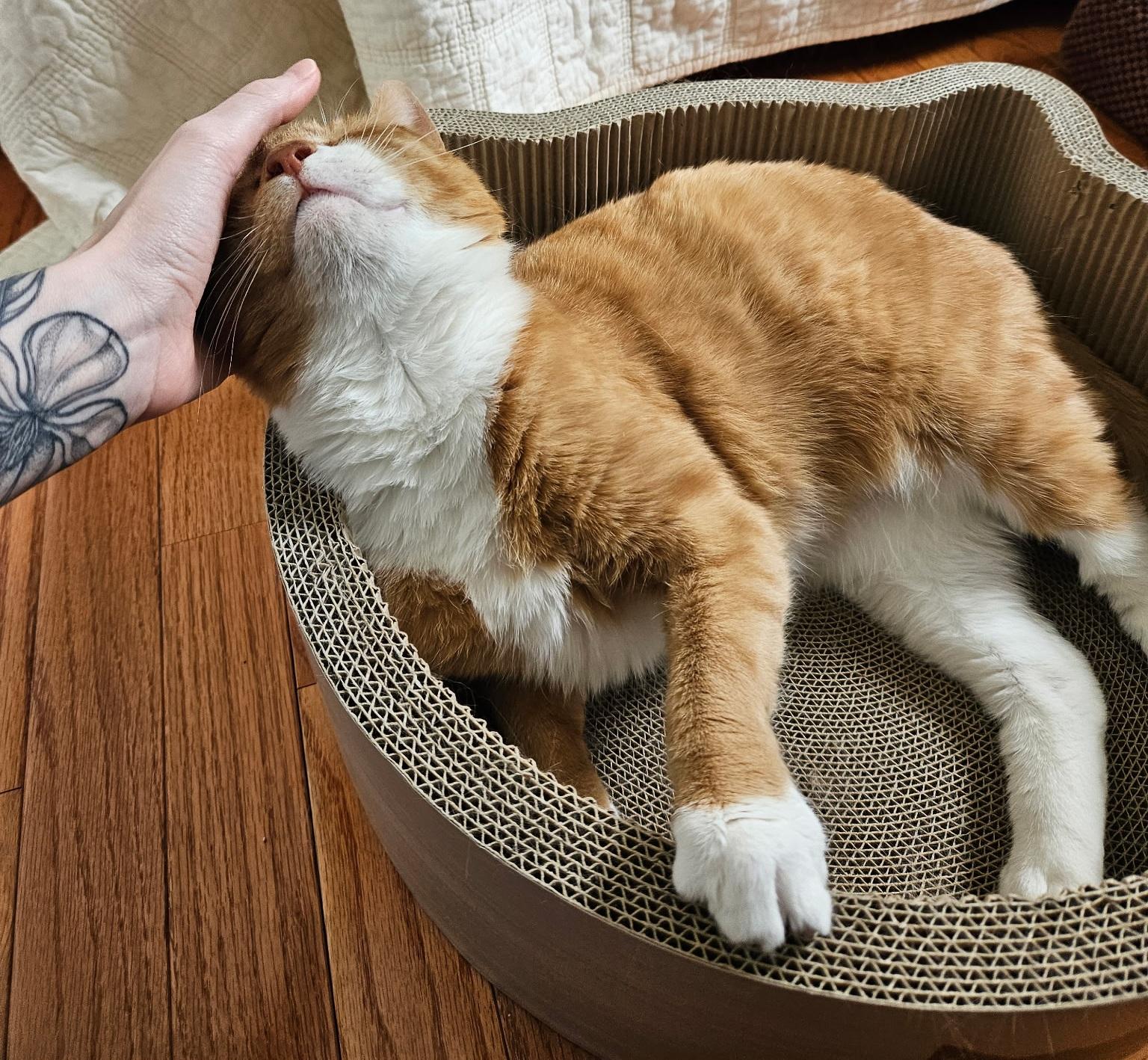 Enlarge DC, a ADOPTABLE Tabby in Bear, DE image 3/5