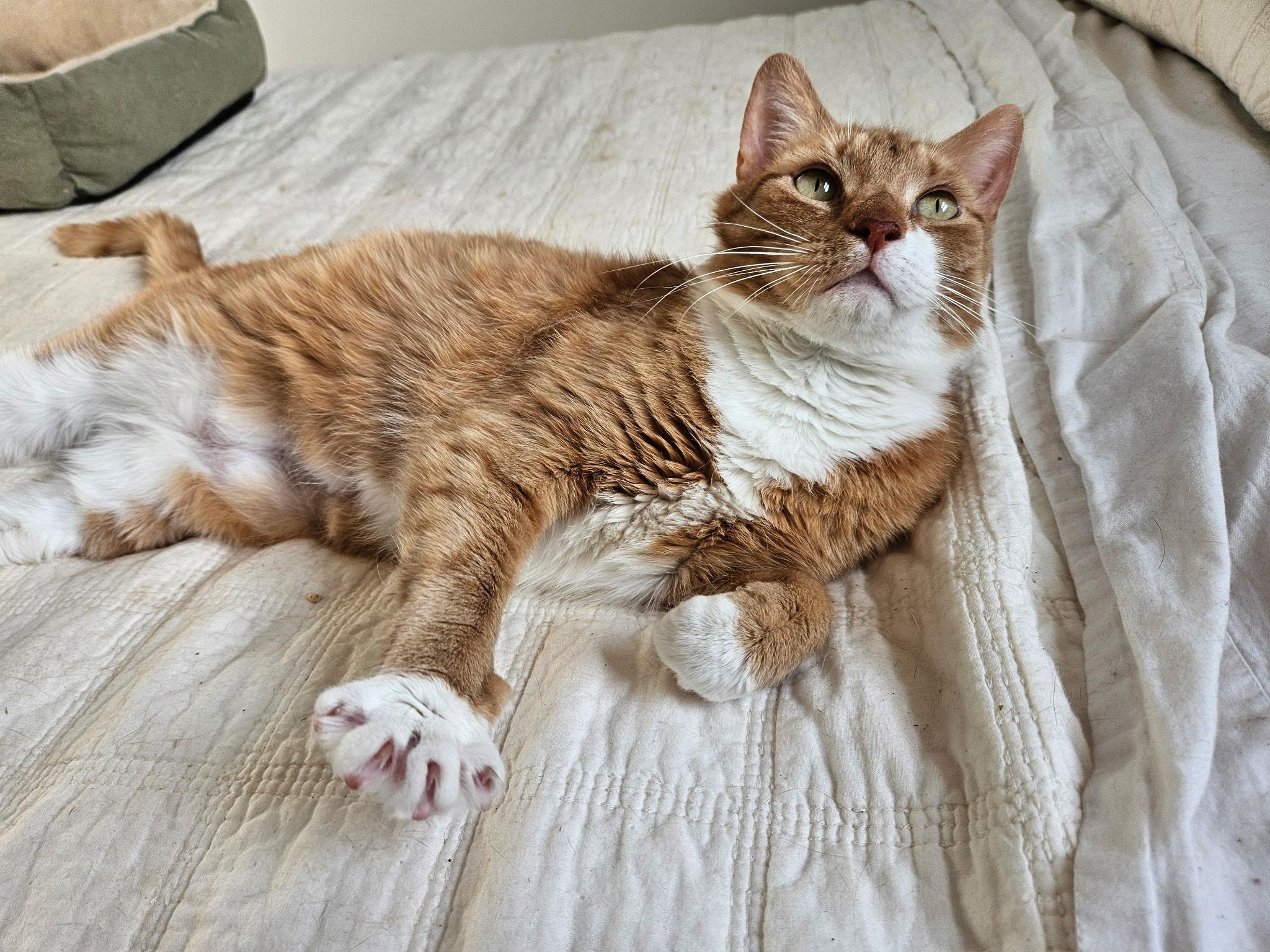 Enlarge DC, a ADOPTABLE Tabby in Bear, DE image 5/5