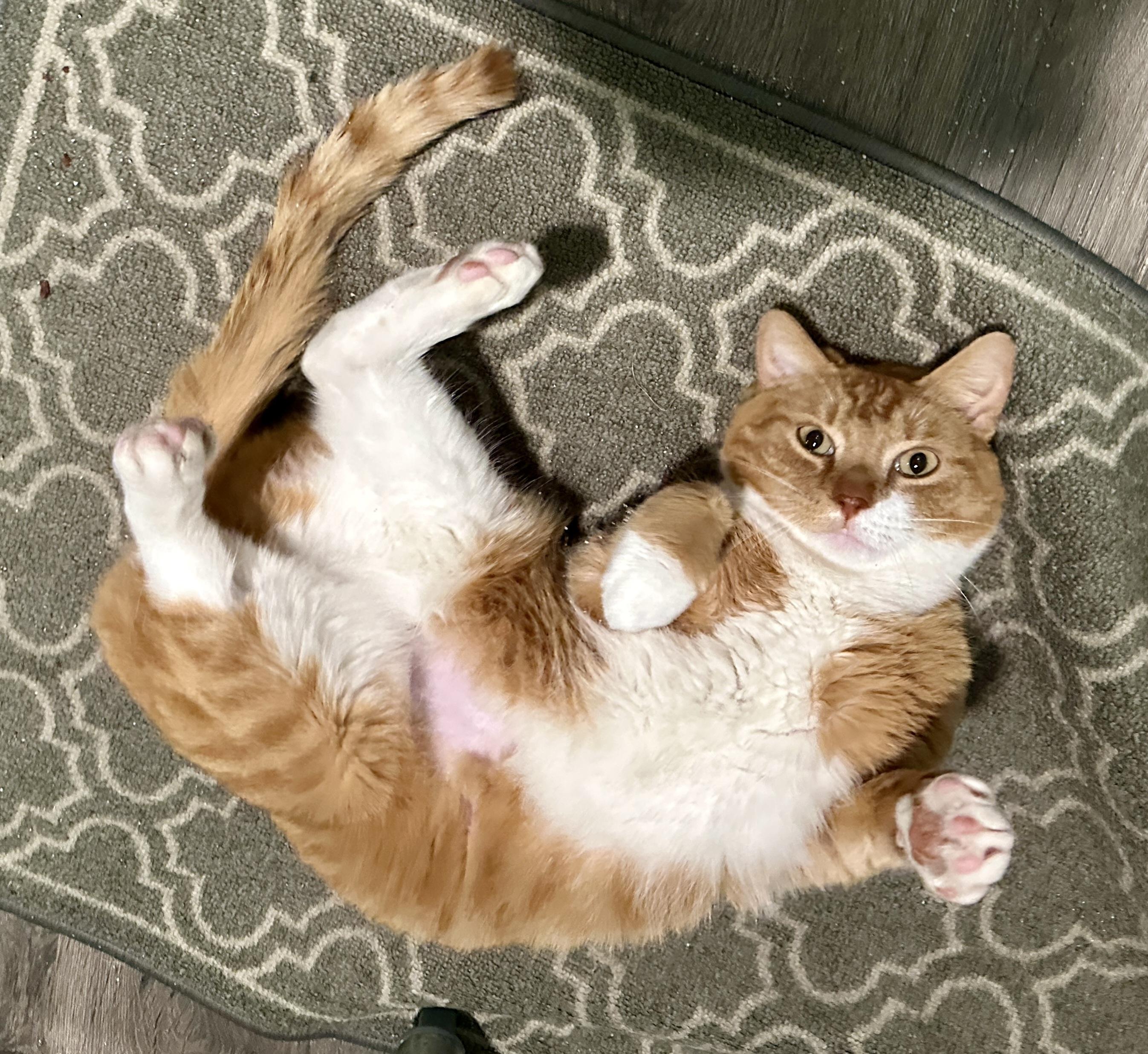 DC, ADOPTABLE, Adult Female Tabby.