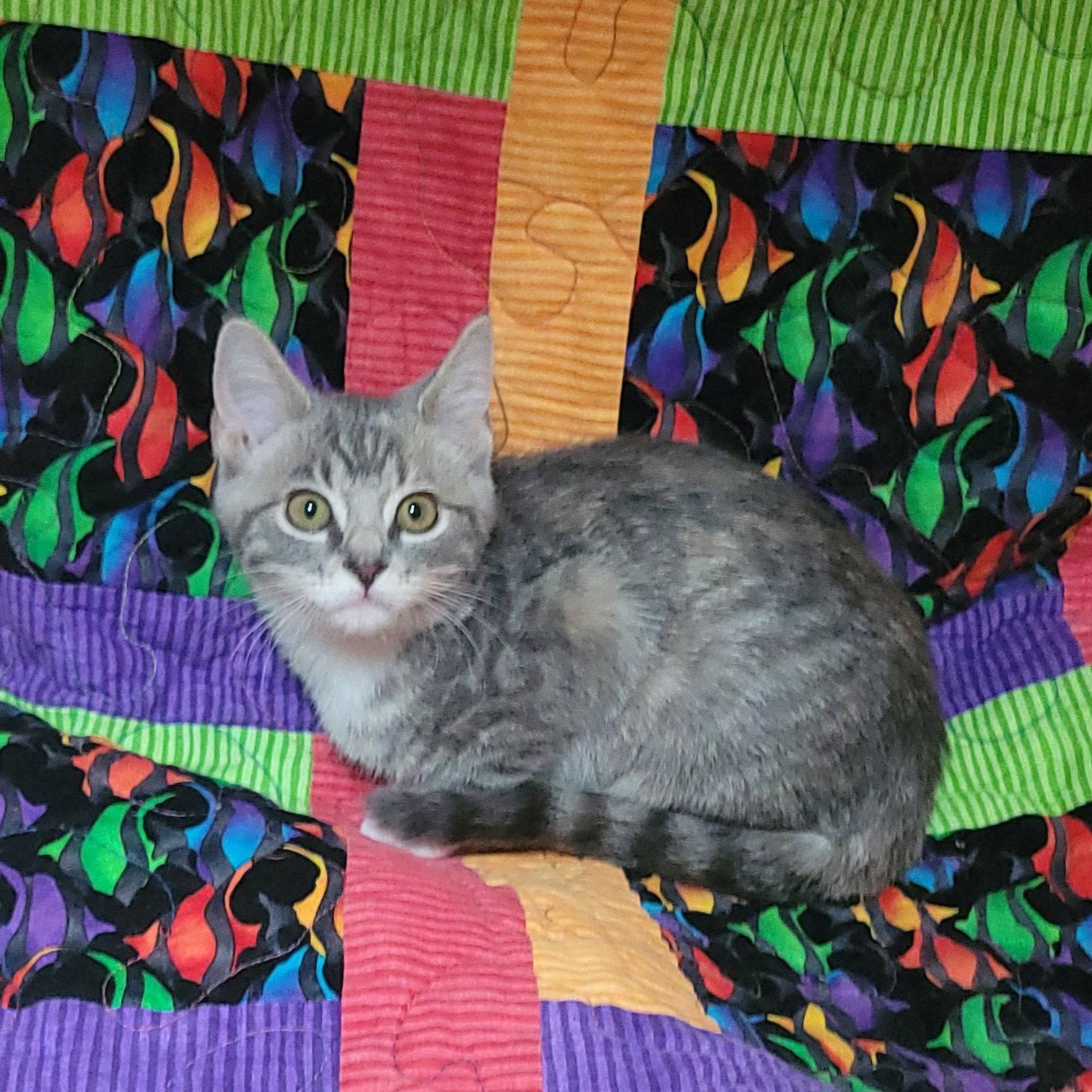 Enlarge Sesame street - Bertha PENDING, a Adoptable Domestic Short Hair in Akron, OH image 1/3