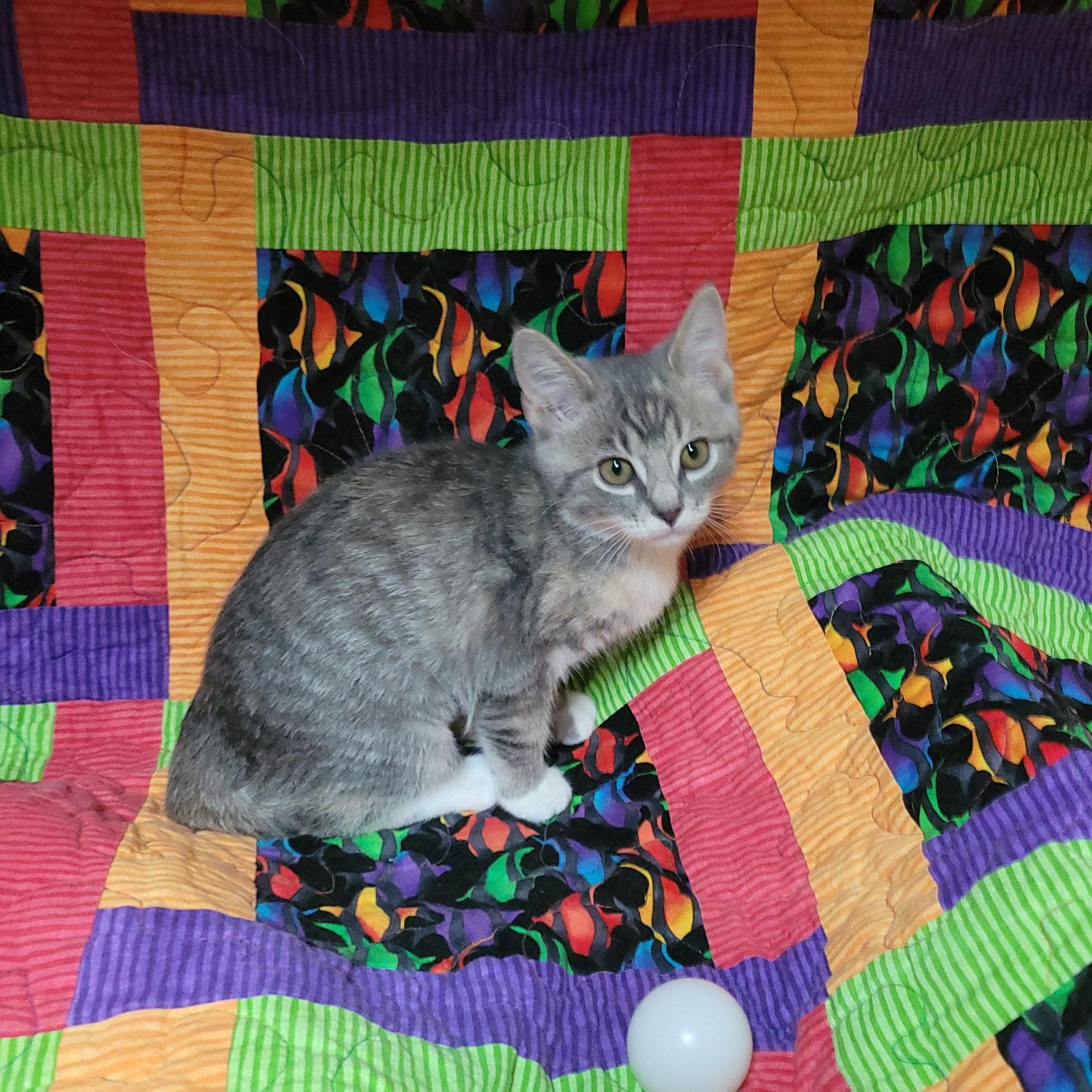 Enlarge Sesame street - Bertha PENDING, a Adoptable Domestic Short Hair in Akron, OH image 2/3