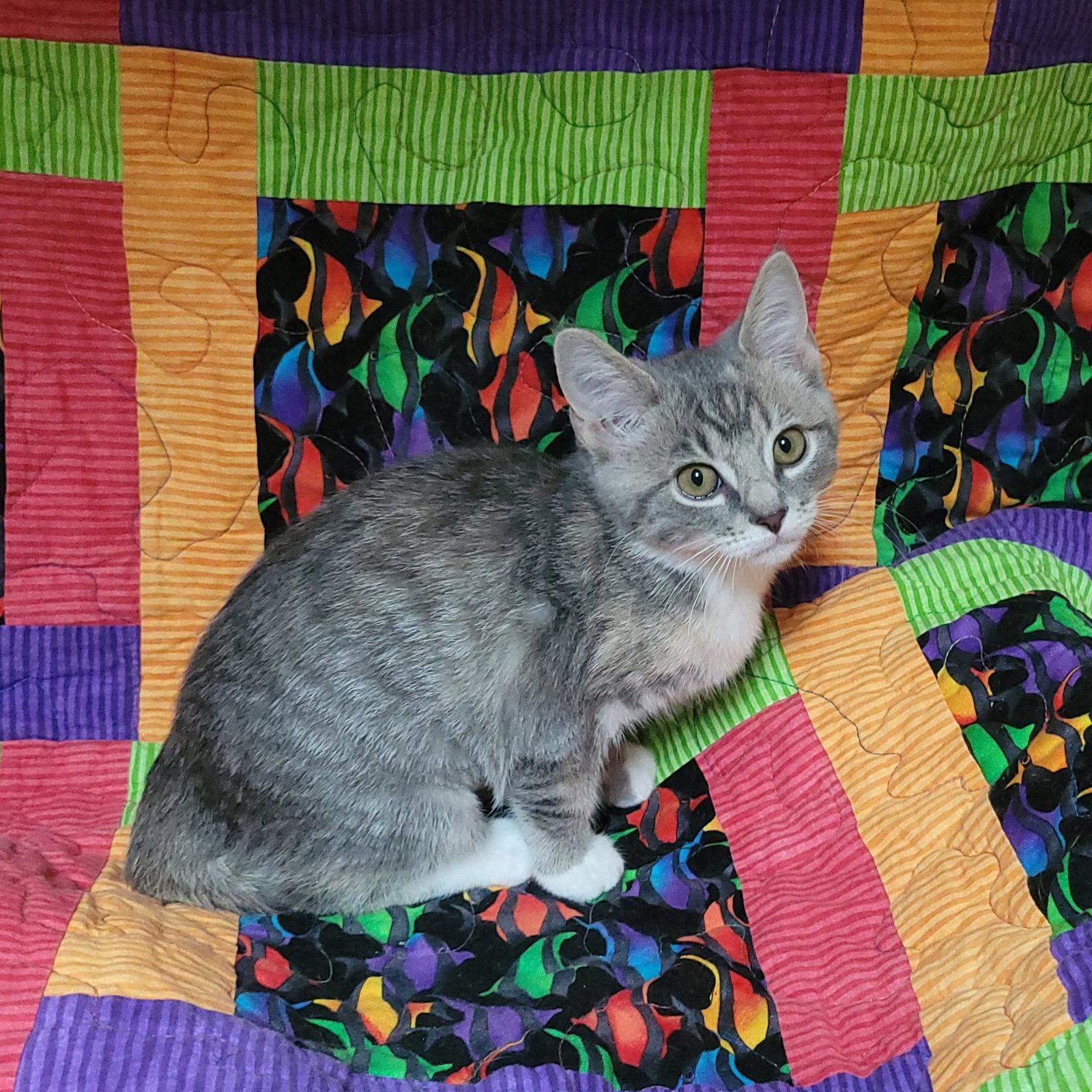 Enlarge Sesame street - Bertha PENDING, a Adoptable Domestic Short Hair in Akron, OH image 3/3