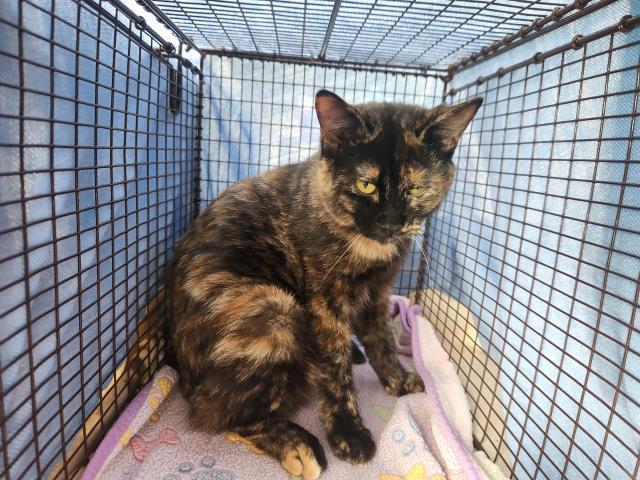 SYLVIE, Adoptable, Young Female Domestic Short Hair.