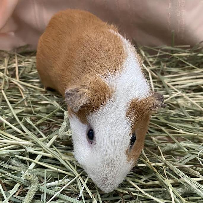 Bambiraptor, Adoptable, Adult Male Guinea Pig.