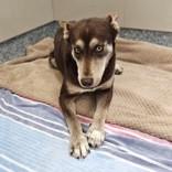 Odessa, Adoptable, Adult Female Siberian Husky.