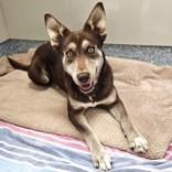Enlarge Odessa, a Adoptable Siberian Husky in Santa Cruz, CA image 2/3
