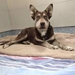 Enlarge Odessa, a Adoptable Siberian Husky in Santa Cruz, CA image 3/3