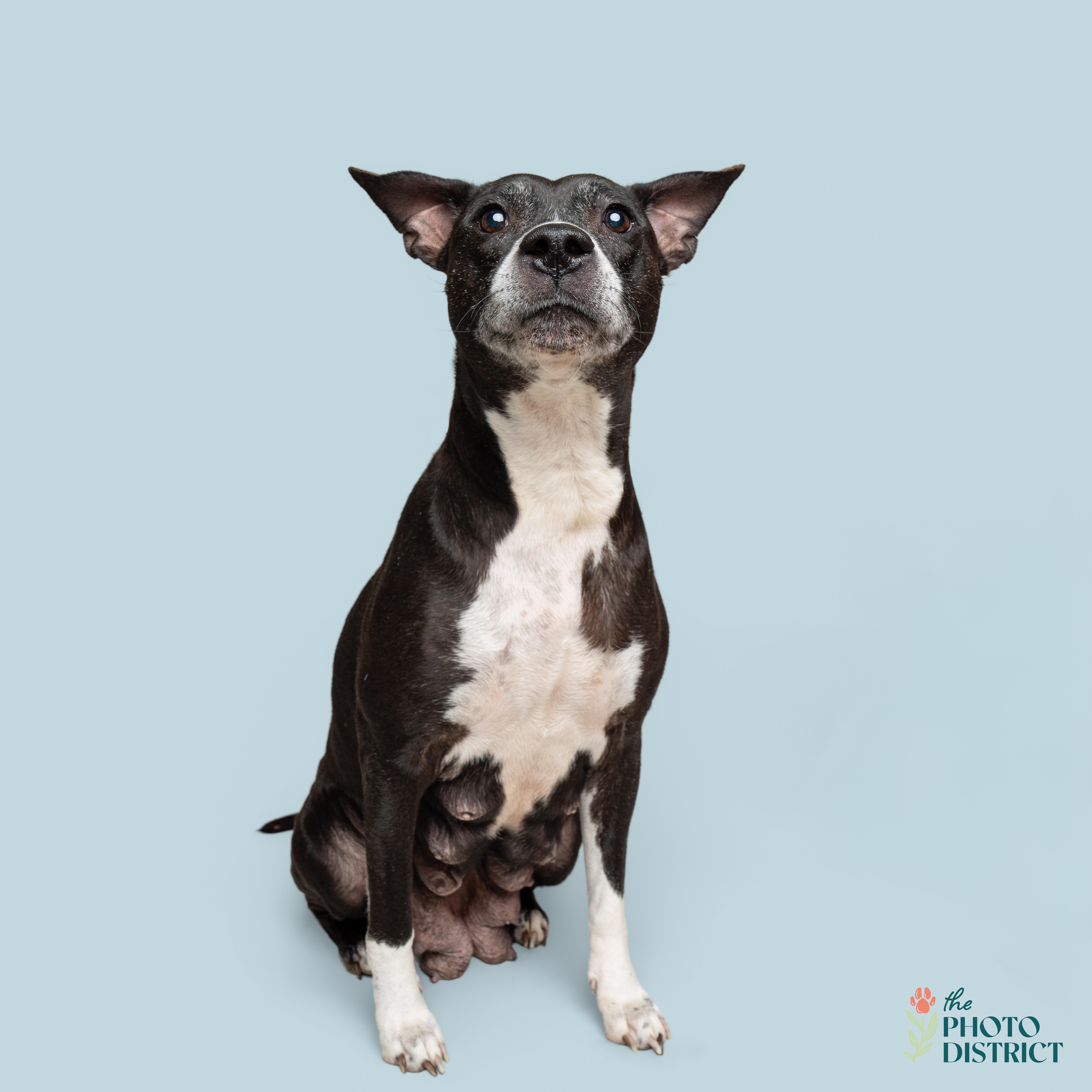 Enlarge Bailey, an adoptable mixed breed in Wilmington, NC image 3/3
