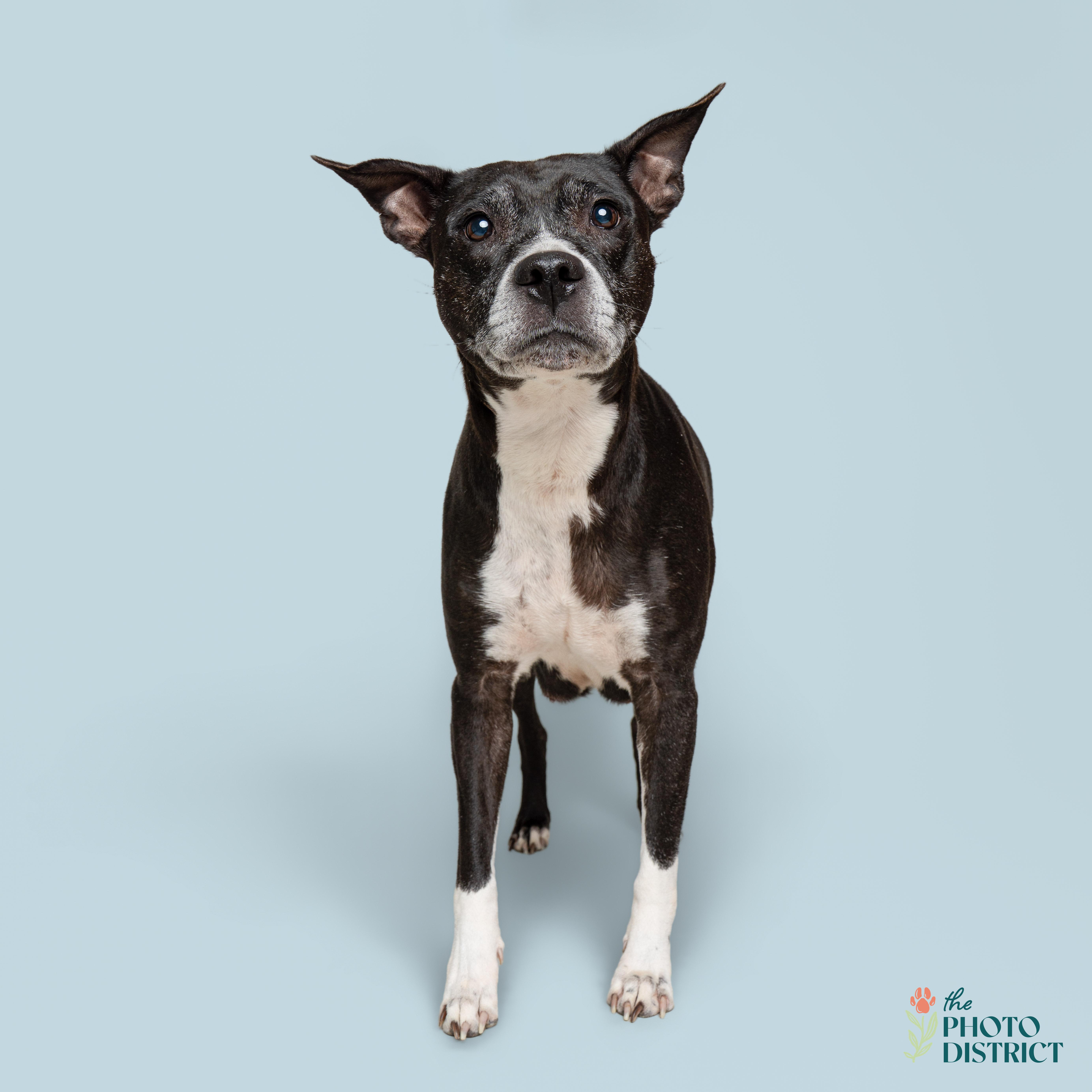 Enlarge Bailey, an adoptable mixed breed in Wilmington, NC image 1/3