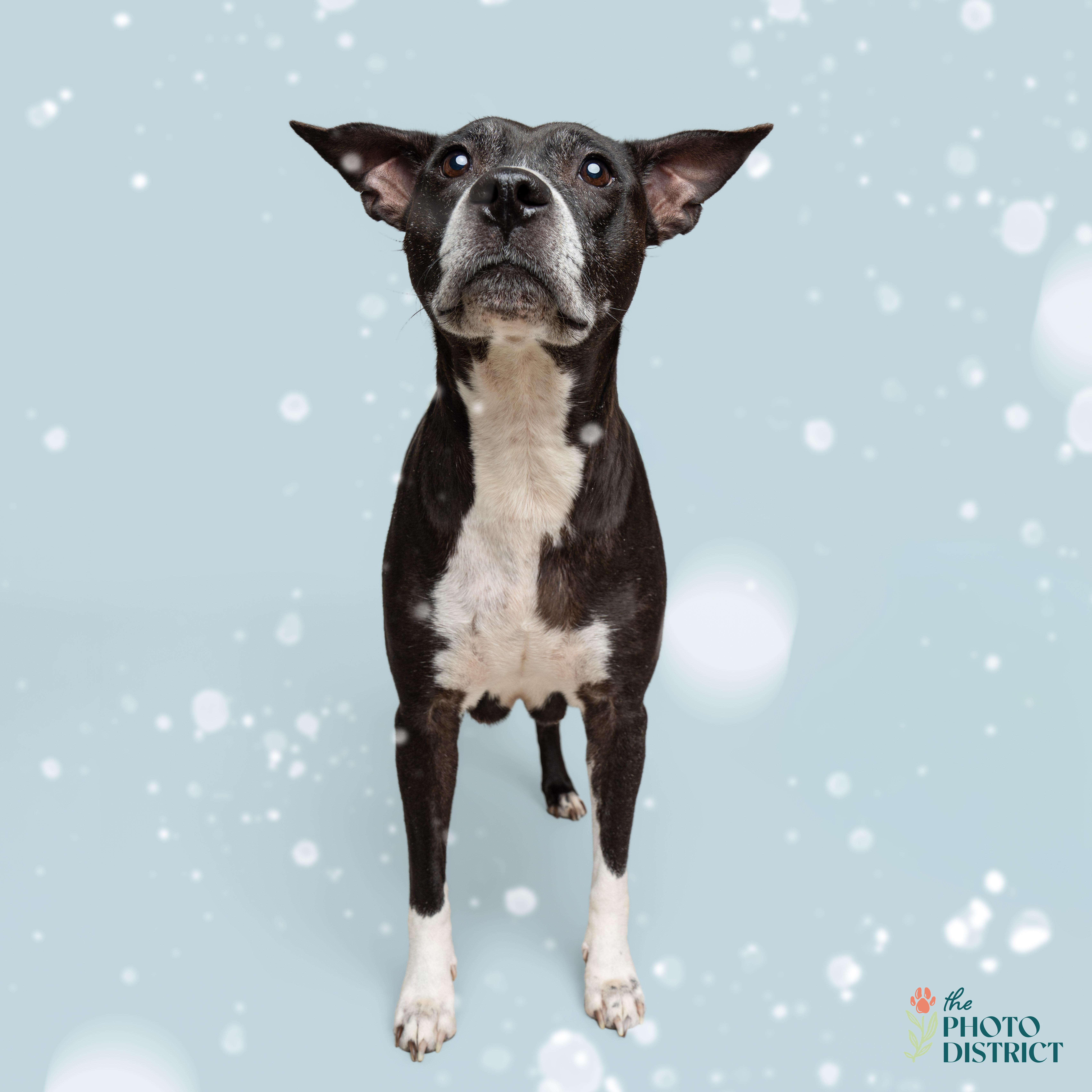 Enlarge Bailey, an adoptable mixed breed in Wilmington, NC image 2/3