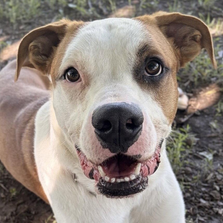 Copper, ADOPTABLE, Adult Male Boxer.