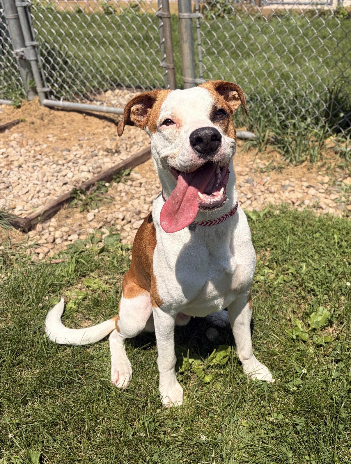 Copper, a ADOPTABLE mixed breed in Jefferson, WI image 2/3