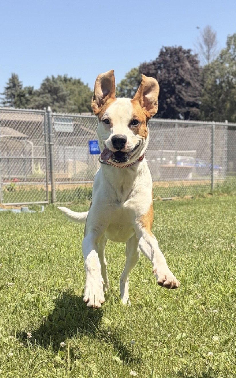Copper, a ADOPTABLE mixed breed in Jefferson, WI image 3/3