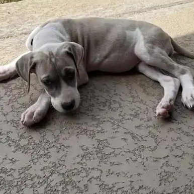 Enlarge Nickel (Nikki), a Adoptable Great Dane in Mesa, AZ image 5/5