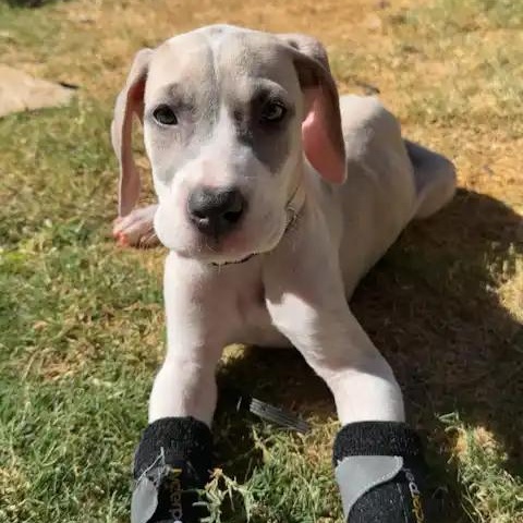 Enlarge Nickel (Nikki), a Adoptable Great Dane in Mesa, AZ image 3/5