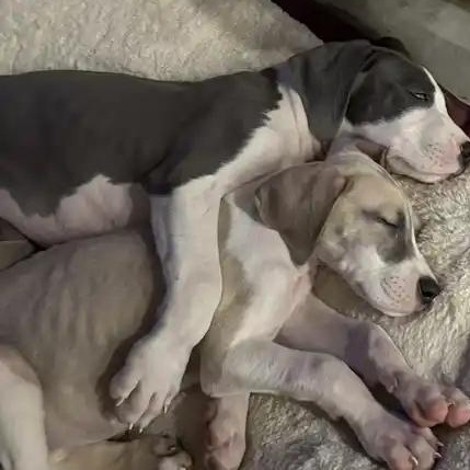 Enlarge Nickel (Nikki), a Adoptable Great Dane in Mesa, AZ image 2/5